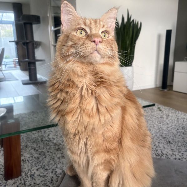 Max