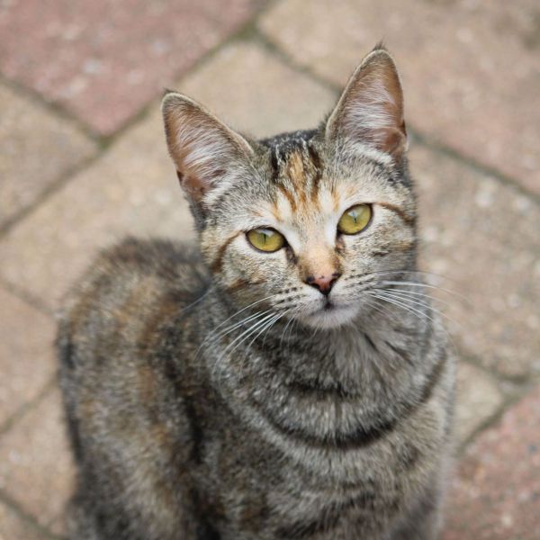 Minou