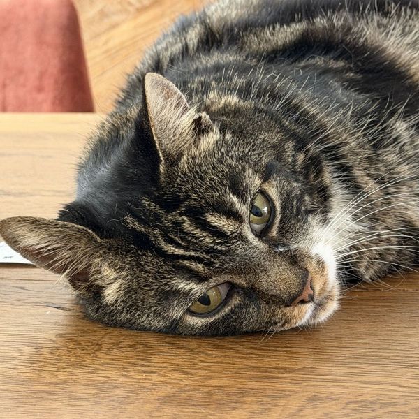 Mogli