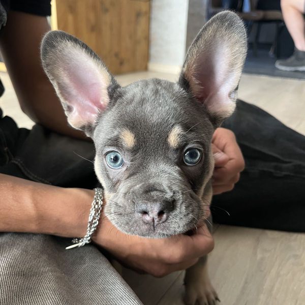 Pepper