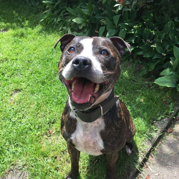 Mohjo (geadopteerd