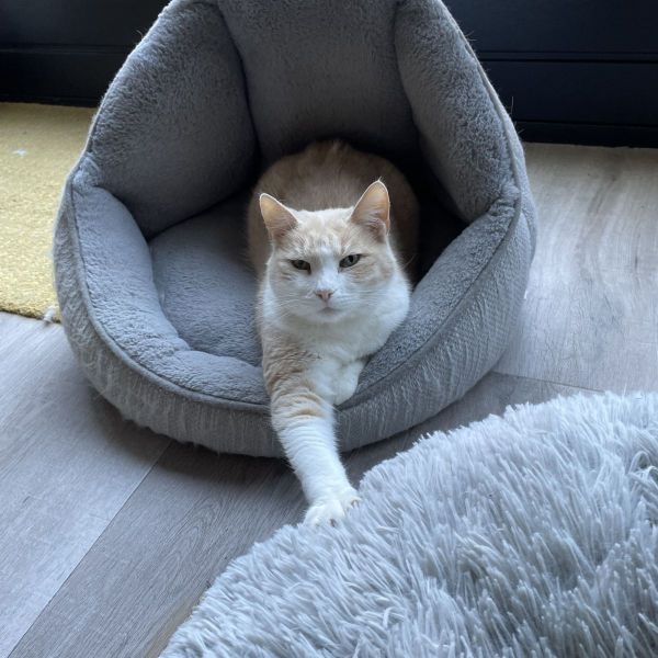 Olaf