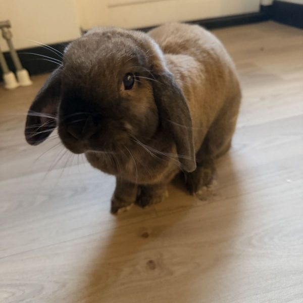 Coco