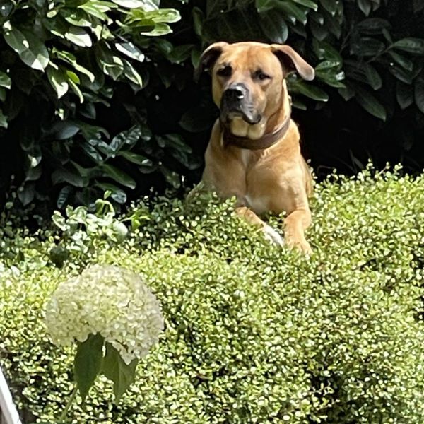 Ali