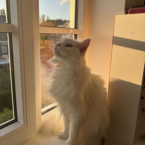 Boris