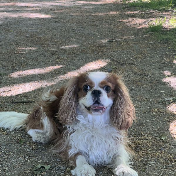 Balou