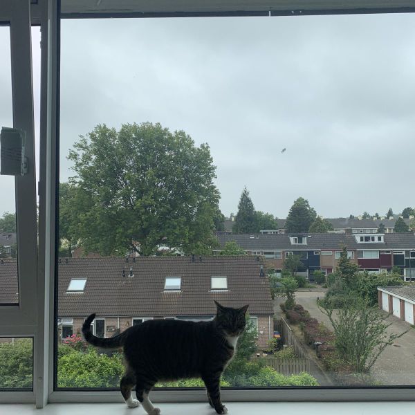 Guus