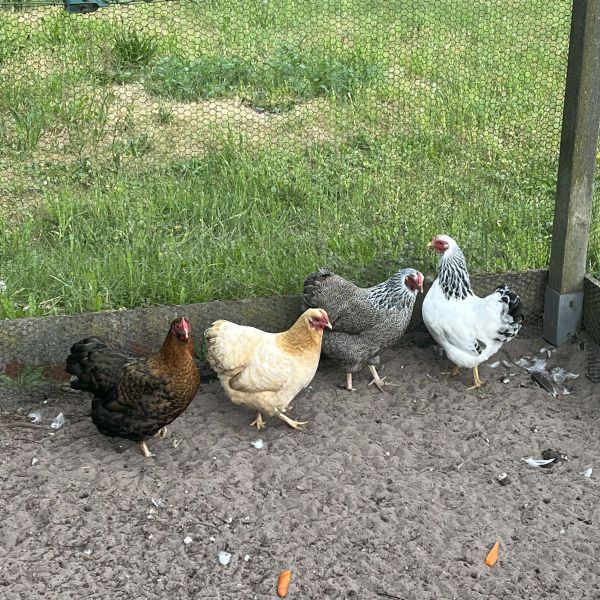 Kippies