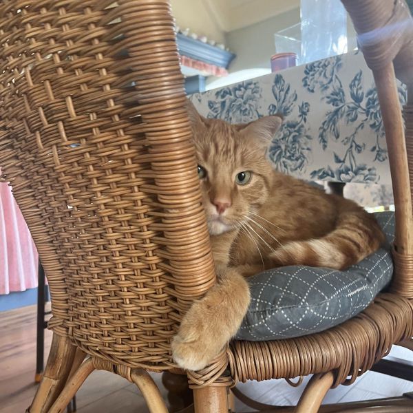 Palmer