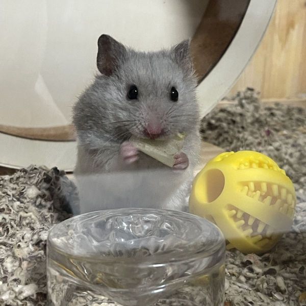 Milo