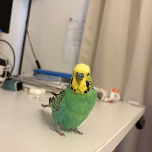 Toppie