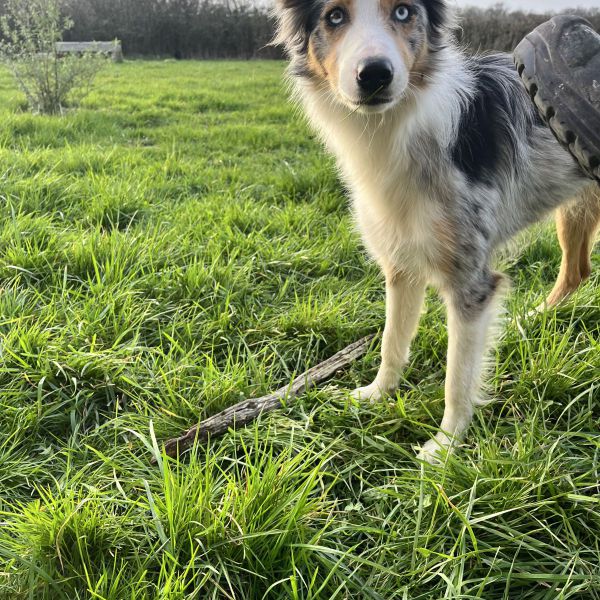 Beau
