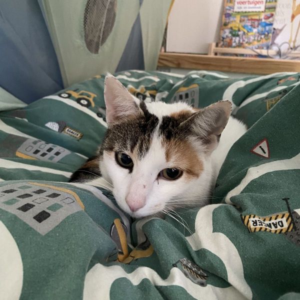 Lilo