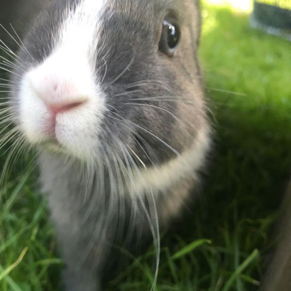 Twix