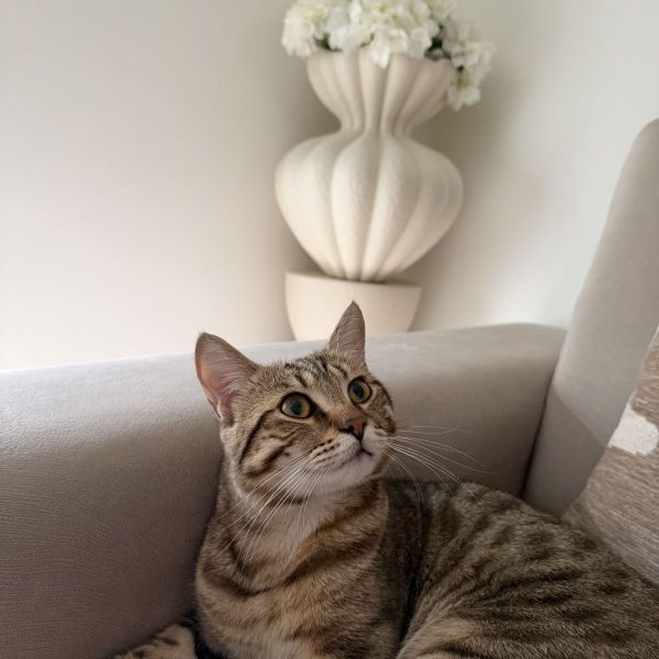 Zina