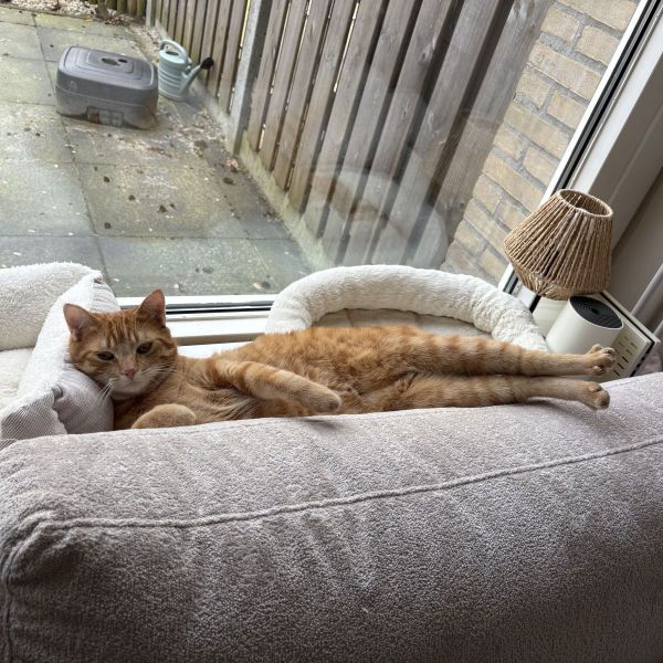 Ollie