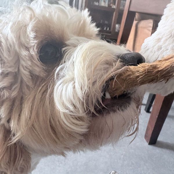 Cooper