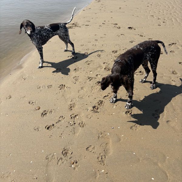Zomer