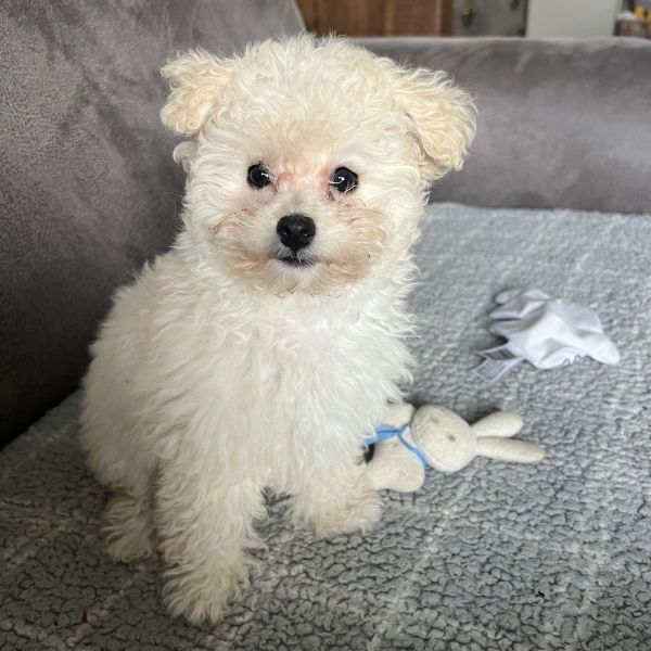 Sam