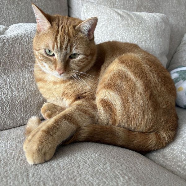 Milo
