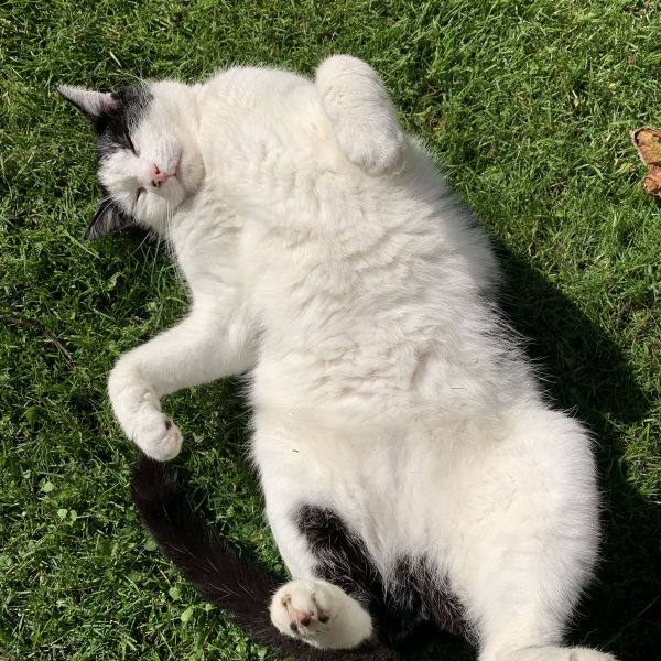Tom