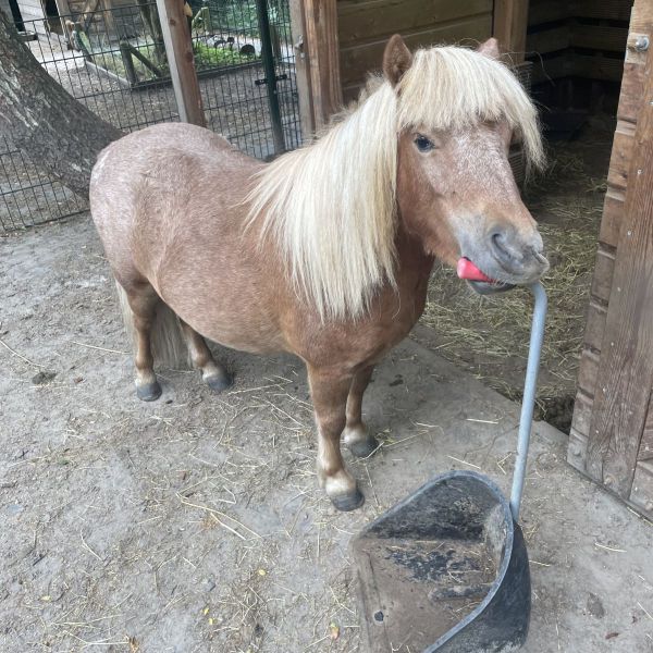 Mini Shetlander