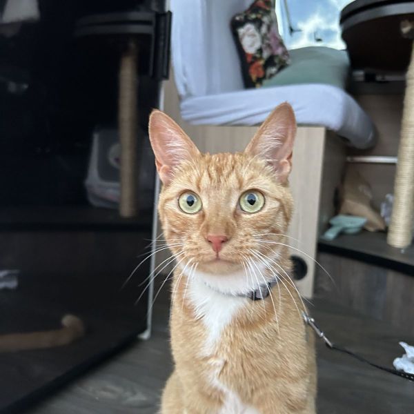 Boris