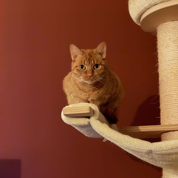 Roxi