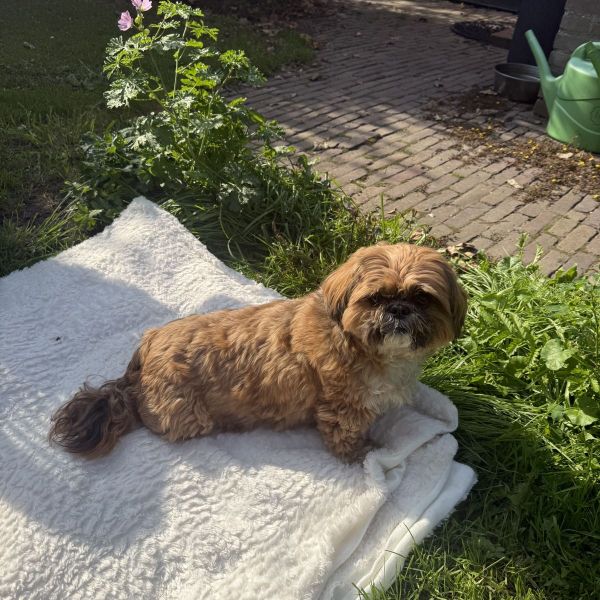 Teddy