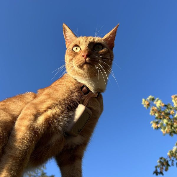 Boris