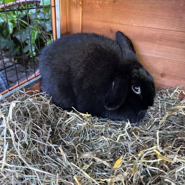 Snuffel