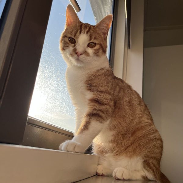 Coco