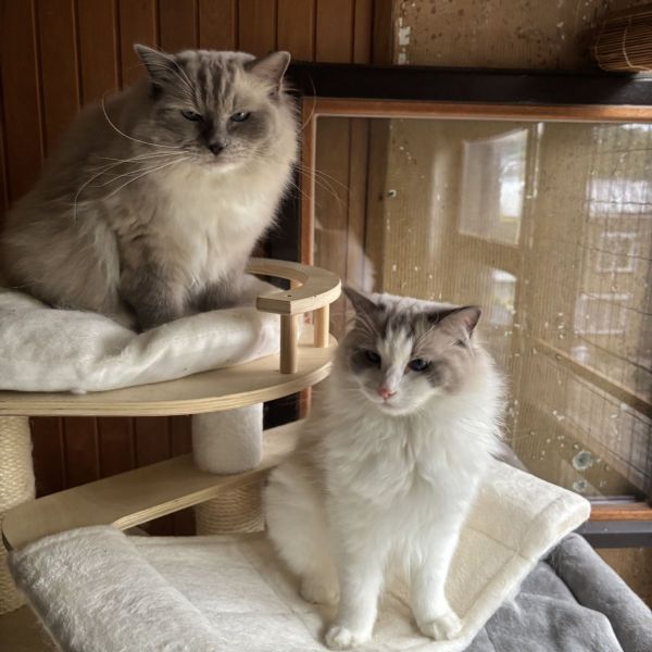 Romeo &amp; Reza