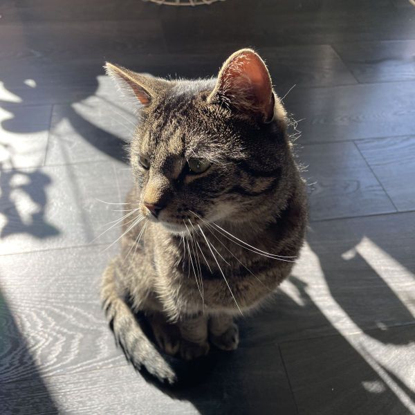 Oscar