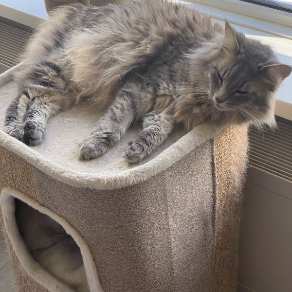 Kaya