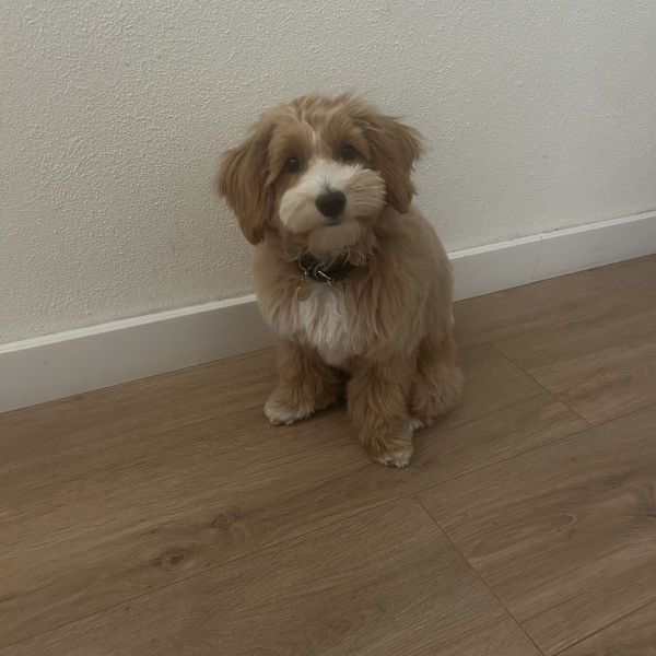 Lowie