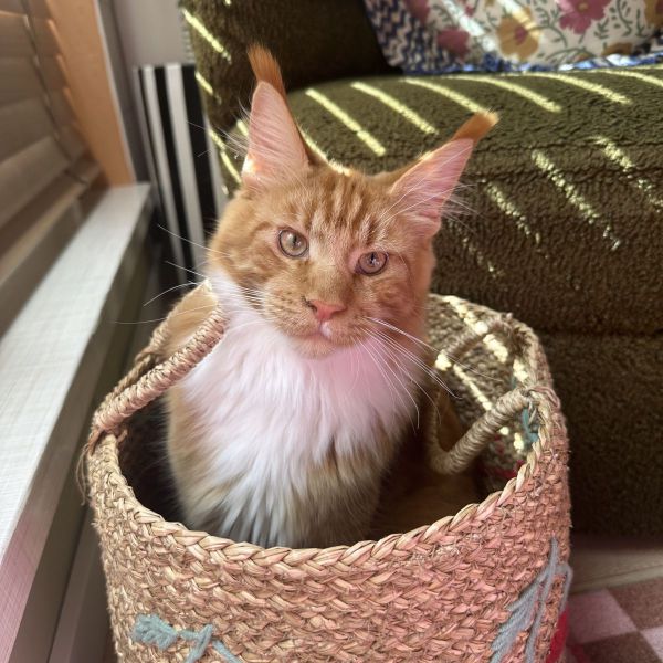 Mylo