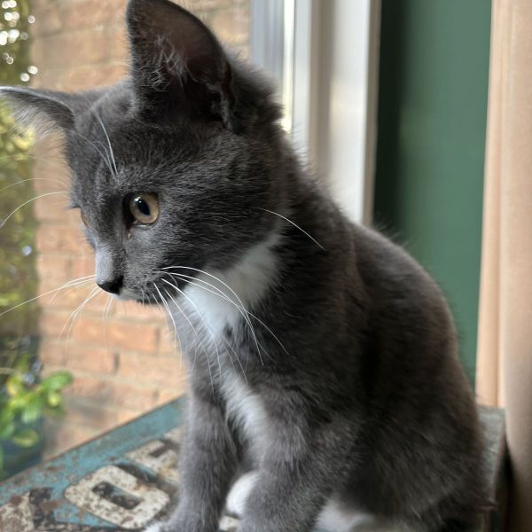 Otis