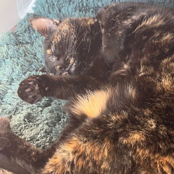 Minou
