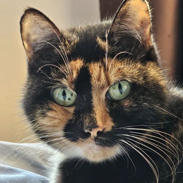 Lola