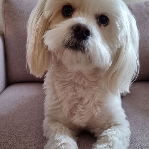 Milou