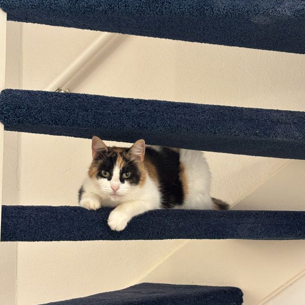 Nala