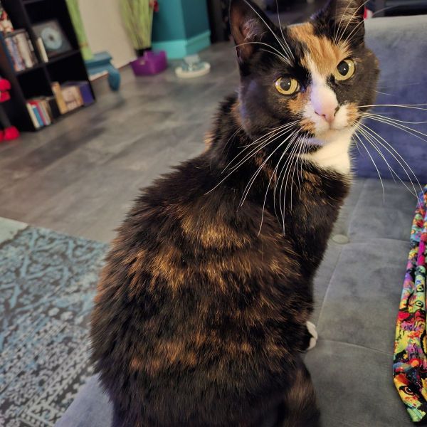 Penny