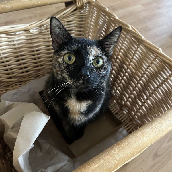 Maya