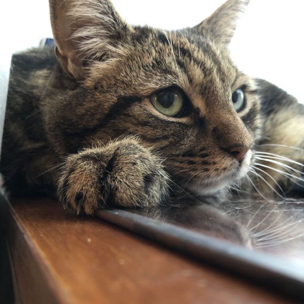 Nala