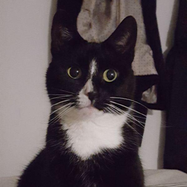 Nova