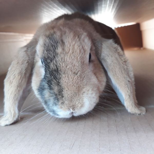Flappie