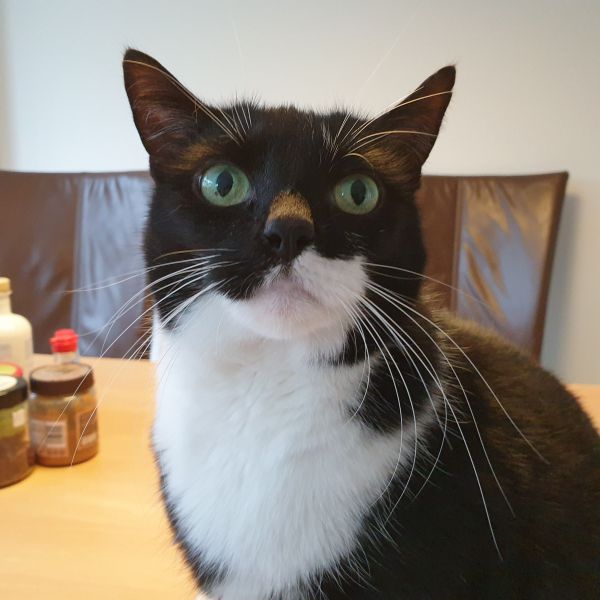 Mitsy