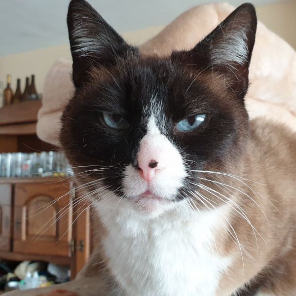 Pippa