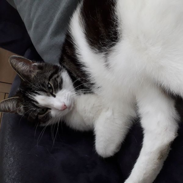 zorro
